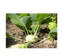 Sachet de graines de Chou rave Superschmelz-1g - LES GRAINES BOCQUET