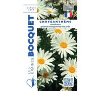 Sachet de graines de Chrysanthème grande marguerite Reine des Prés - 1 g - fleur vivace - LES GRAINES BOCQUET