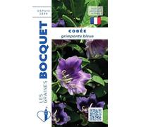 Sachet de graines de Cobée grimpante bleue - 1,5 g - fleur annuelle - LES GRAINES BOCQUET