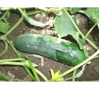 Sachet de graines de Concombre Raider hybride F1-0,2 g - légume fruit - LES GRAINES BOCQUET