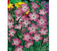 Sachet de graines de Coquelourde rose du ciel ou Nielle des blés - 5 g - fleur annuelle - LES GRAINES BOCQUET