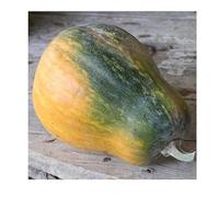 Sachet de graines de Courge musquée sucrine du berry- Les Graines Bocquet