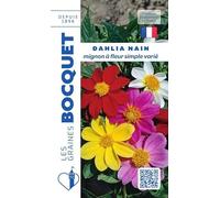 Sachet de graines de Dahlia nain Mignon varié - 1 g - fleur annuelle - LES GRAINES BOCQUET