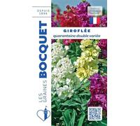 Sachet de graines de Giroflée quarantaine double variée - 0,5 g - fleur annuelle - LES GRAINES BOCQUET