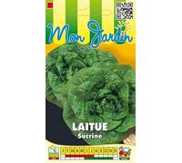Sachet de graines de Laitue grasse Sucrine - 3 g - légume feuille - LES GRAINES BOCQUET