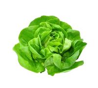 Sachet de graines de Laitue Novappia - Les Graines Bocquet