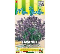 Sachet de graines de Lavande Officinale, Lavande Vraie - 1 g - fleur vivace - LES GRAINES BOCQUET