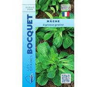 Sachet de graines de Mâche à grosse graine - 5 g - légume feuille - LES GRAINES BOCQUET