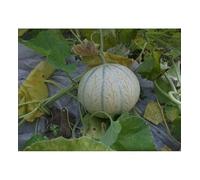 Sachet de graines de Melon Stellio hyb F1-0,2 g - LES GRAINES BOCQUET