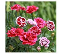 Sachet de graines de Oeillet vivace mignardise simple varié - 1 g - fleur vivace - LES GRAINES BOCQUET