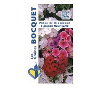 Sachet de graines de Phlox de Drummond varié - 0,5 g - fleur annuelle - LES GRAINES BOCQUET