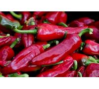 Sachet de graines de Piment basque Gorria dit d'Espelette - Sachet d'environ 25 graines - Graines de style