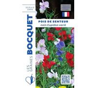 Sachet de graines de Pois de senteur nain Cupidon varié - 5 g - fleur annuelle - LES GRAINES BOCQUET