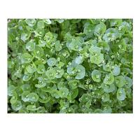 Sachet de graines de Pourpier d'hiver (Claytonia Perfoliata)- Les Graines Bocquet