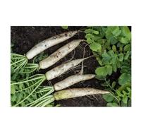 Sachet de graines de radis Daïkon à semer- Les Graines Bocquet