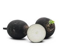 Sachet de graines de Radis noir gros rond d'hiver- Légume racine- Les Graines Bocquet