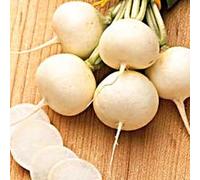 Sachet de graines de Radis ronde witte (rond blanc) - 10 g - LES GRAINES BOCQUET