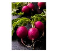 Sachet de graines de radis viola à semer- Les Graines Bocquet