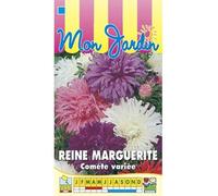 Sachet de graines de Reine Marguerite Comète géante variée - 0,8 g - fleur annuelle - LES GRAINES BOCQUET