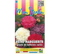 Sachet de graines de Reine Marguerite géante de Californie variée - 0,8 g - LES GRAINES BOCQUET