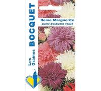 Sachet de graines de Reine Marguerite Plume d'Autruche variée - 0,8 g - fleur annuelle - LES GRAINES BOCQUET