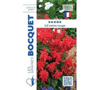 Sachet de graines de Sauge demi naine rouge - 0,3 g - fleur annuelle - LES GRAINES BOCQUET