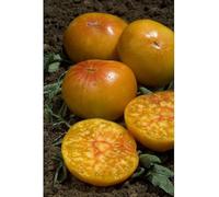 Sachet de graines de Tomate Ananas "Pineapple" - 0,20g - Les Graines Bocquet