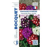 Sachet de graines de Verveine HYB à grande fleur variée - 0,5 g - fleur annuelle - LES GRAINES BOCQUET