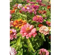 Sachet de graines de Zinnia élégant double de Californie varié - 1 g - fleur annuelle - LES GRAINES BOCQUET