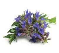 Sachet de graines d'Hysope (Hyssopus officinalis) ou herbe sacrée- Les Graines Bocquet