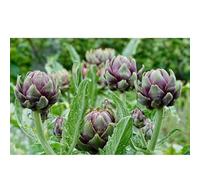 Sachet de graines potagères de Artichaut violet de Provence- Les graines Bocquet