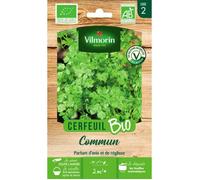 Cerfeuil Commun - BIO