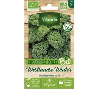 Sachet graines Chou Frisé ( KALE ) Westlandse Winter BIO - Brassica oleracea var. sabellica-