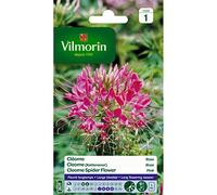 Sachet graines Cléome Rose