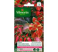 Sachet graines Coléus Arc en Ciel amélioré