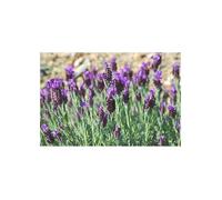 Vilmorin 5876342 Lavande Papillon, Violet, 90 x 2 x 160 cm