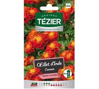 Tezier - Oeillet d'Inde Carmen -- Fleurs annuelles