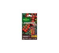Sachet graines Tomate Harmony HF1