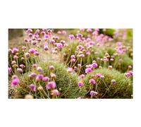 sachets de graines à semer- Arméria Maritima Varié- 0.2gr