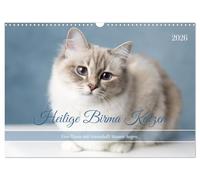 Sacré de Birmanie - Une race aux yeux d'un bleu de rêve., Version française (Calendrier mural 2026 DIN A3 portrait), Calendrier CALVENDO mensuel