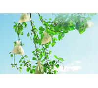 Sacs De Protection Pour Fruits 50 Pièces