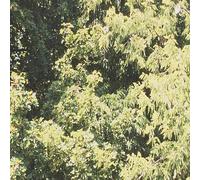 Sadness - Circle of Veins [Import]