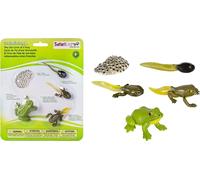 Safari 269129 - Cycle de vie d'une grenouille