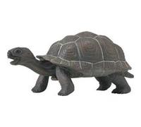 SAFARI - bebe tortue des galapagos G