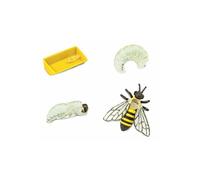 Cycle De Vie D'une Abeille Domestique