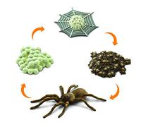 Le cycle de la vie d'une araignée