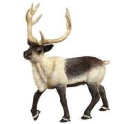 Safari Ltd Wild Safari North American Wildlife Reindeer