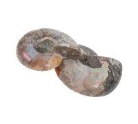 SAFIGLE 2 pièces Fossile Conque Ammonite Naturelle Ammolite Décoration Pierres et Spécimens Scientifiques pour Collection et Activité Archéologique