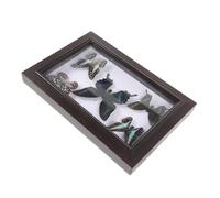 SAFIGLE Cadre Mural en Bois avec Spécimen d’Insecte A7 Cadre Photo Transparent Protecteur Décoration Intérieure Artistique pour Salon et Bureau Présentoir D’Échantillon Naturel