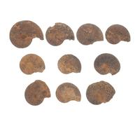 SAFIGLE Lot de 10 Spécimens d'Ammonites Fossiles Naturelles en Pyrite Brune Modèles Pédagogiques Décoratifs pour Collection et Apprentissage en Paléontologie et Géologie